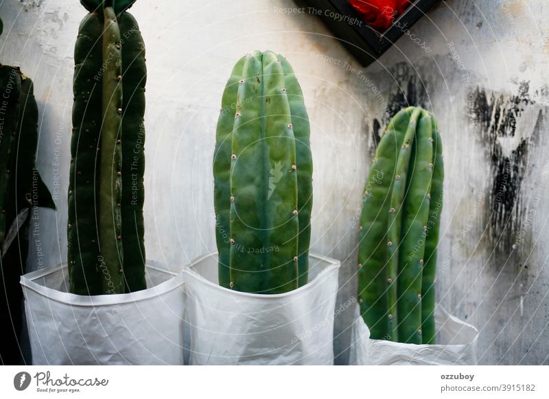Kaktus Natur Wachstum Pflanze ausschneiden Farbbild heimwärts weiß Dekoration & Verzierung Blume grün Zimmerpflanze sehr wenige keine Menschen Topf Sukkulente