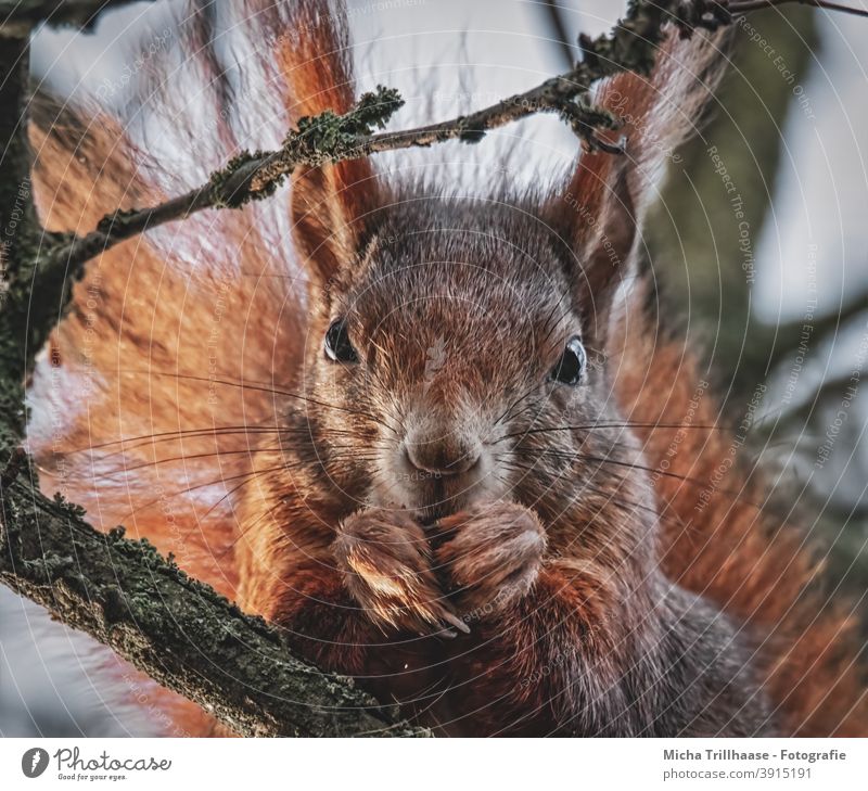 Fressendes Eichhörnchen im Baum Sciurus vulgaris Tiergesicht Kopf Auge Nase Ohr Pfote Krallen Fell Wildtier festhalten nah niedlich Zweige u. Äste Sonnenlicht