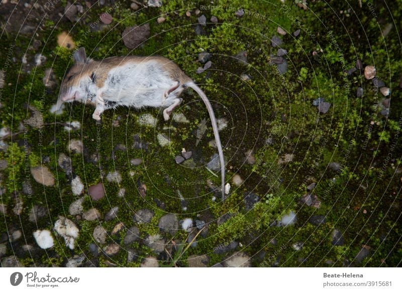 mausetot: Spitzmaus liegt auf Steinbetonplatte Maus Tier Nagetiere klein Säugetier Fell Schwanz Tod Angst winzig süß Vergangenheit
