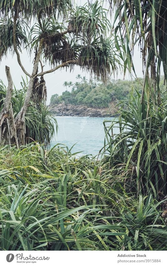 Meeresbucht umgeben von tropischer Vegetation Dschungel MEER Bucht Natur exotisch Flora Landschaft Sri Lanka hiriketiya Tourismus Küste reisen Ufer malerisch