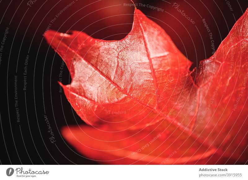 Rotes Ahornblatt in der Natur Blatt rot Vene Detailaufnahme natürlich Scheitel Farbe Flora Botanik Pflanze Herbst Laubwerk Umwelt botanisch frisch organisch