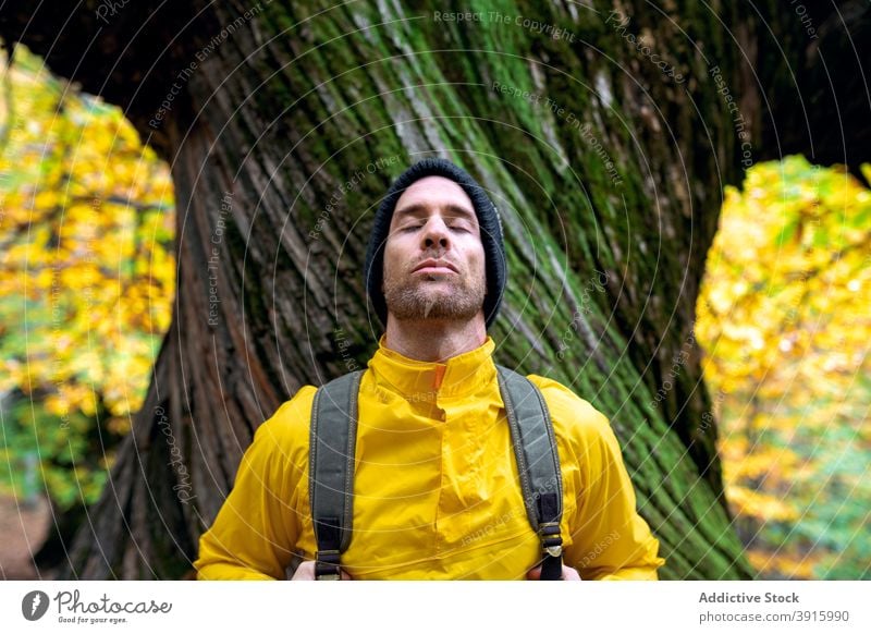 Reisender Mann in der Nähe von riesigen Baum im Wald Park Freiheit genießen Tourist Harmonie männlich Herbst ruhen sich[Akk] entspannen Fernweh fallen reisen
