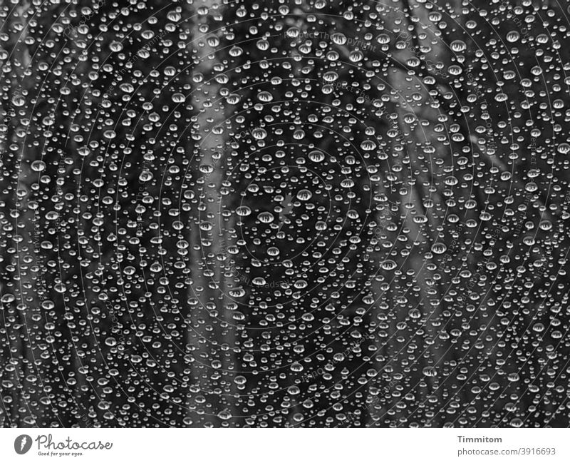 Blick durch die von Tropfen geschmückte Windschutzscheibe Glas nass Regen dunkel Schwarzweißfoto Wasser Wassertropfen Nahaufnahme Bäume Wald