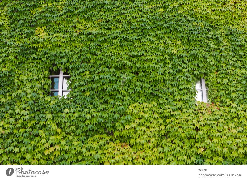 Mit Wildwein bepflanzte Hausfassade in der Altstadt von Schopfheim im Schwarzwald Hintergrund Baden Würtemberg Deutschland Muster Erholung Gebäude Textfreiraum