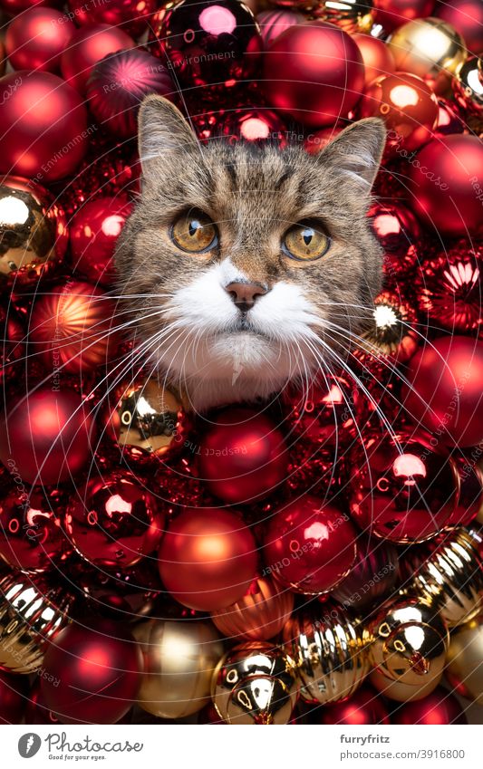 rote Weihnachtskugel Dekoration Katze Porträt britische Kurzhaarkatze Ein Tier Weihnachten Kugel gold Dekoration & Verzierung verziert lustig niedlich