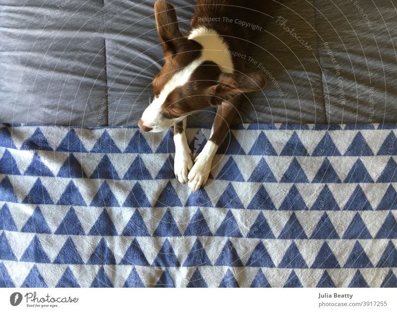 Vogelperspektive von einem braunen und weißen gemischten Rasse Collie Hund sitzt auf einem Bett mit blauen und grauen Leinen Border Collie Rettungshund