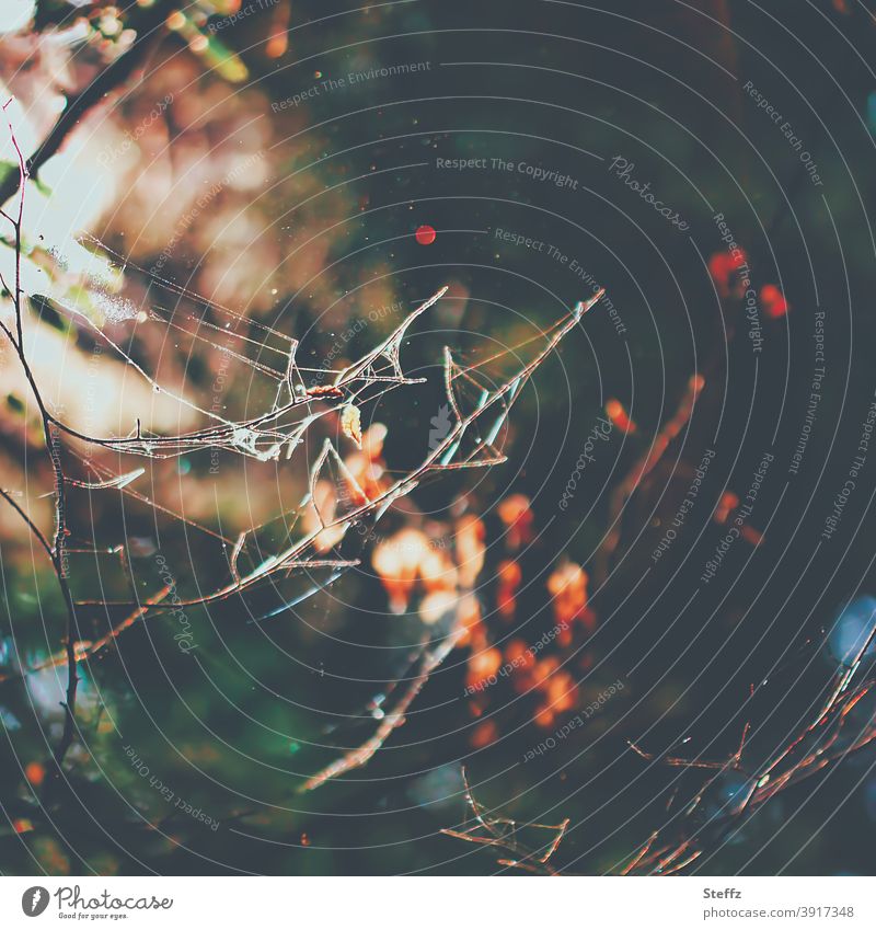 Spinnennetze im warmen Herbstlicht Herbstwald abstrakt asymmetrisch Asymmetrie Wald Netz Netzwerk Falle Oktober Lichteinfall Licht und Schatten Lichtschein