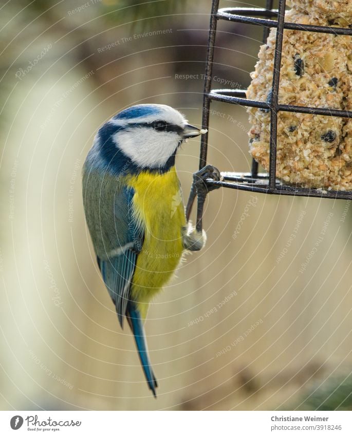 Blaumeise an Fütterung Vogel Wildtier bunt Gefieder Feder Hunger Nahrung Meisenknödel Futterstation Winterfütterung Natur Umwelt Tiere Flügel gelb blau weiß