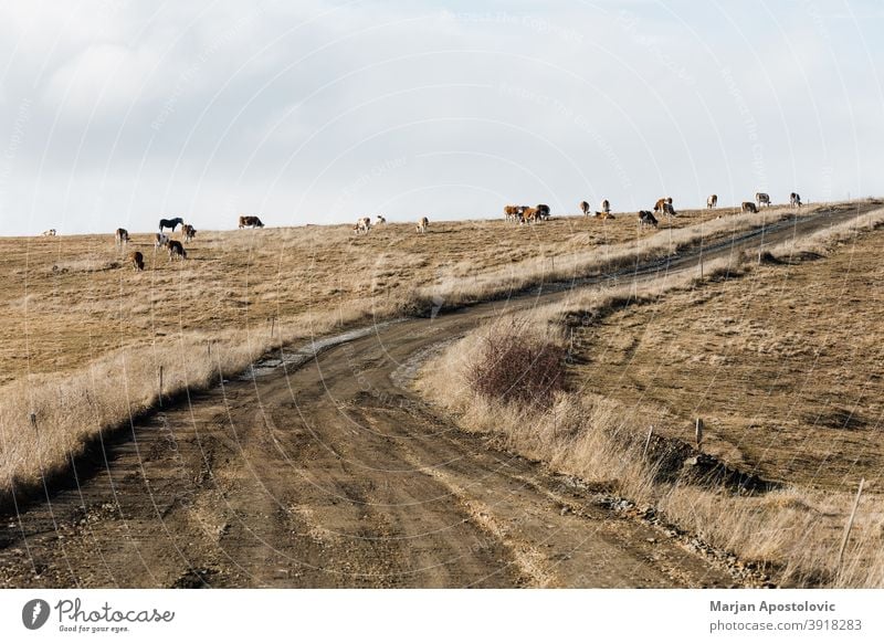 Gruppe von Kühen auf dem Feld im Herbst Ackerbau Tier Tiere Rindfleisch züchten braun Wade Land Landschaft Kuh Molkerei Tag heimisch Essen Europa fallen