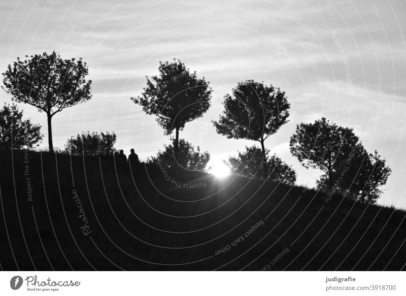 Sonne, Bäume und ein Paar auf einem Hügel Baumkrone Sonnenlicht Gegenlicht Himmel Schwarzweißfoto Silhouette Natur Landschaft