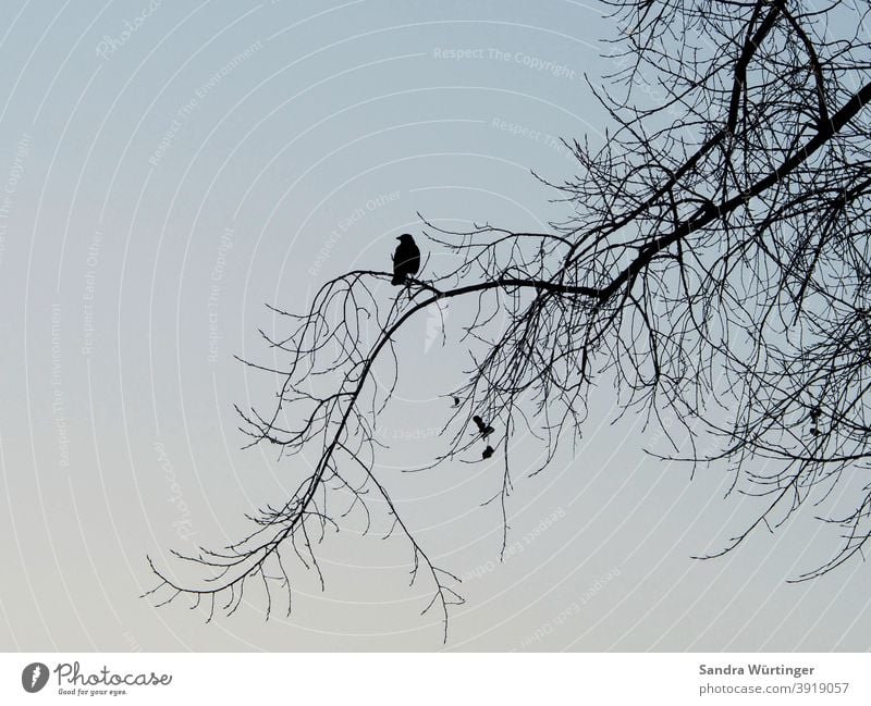 Krähe/Rabe sitzt auf kahlem Baum im Winter Baumkrone Winterstimmung Himmel Natur Landschaft blau trist Silhouette Kontur Depression Hoffnung hoffnungslos