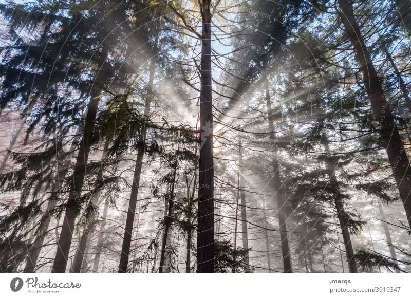 Hoffnung Wald Nebel Sonnenstrahlen Religion & Glaube Natur Nadelbaum Sonnenlicht Lichtblick