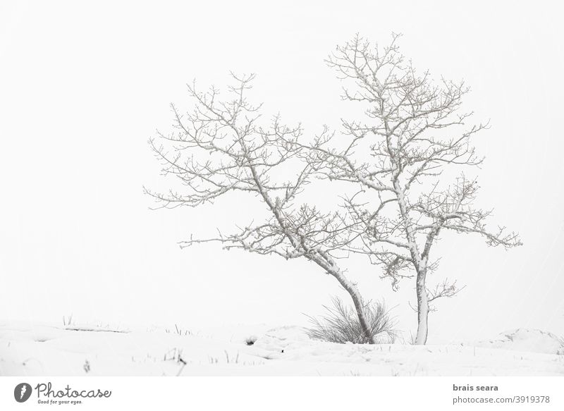 Wald in verschneiter Landschaft, Galicien, Spanien. Schnee Winter wild Schneesturm Meteorologie Wetter Winterlandschaft Berge u. Gebirge neblig