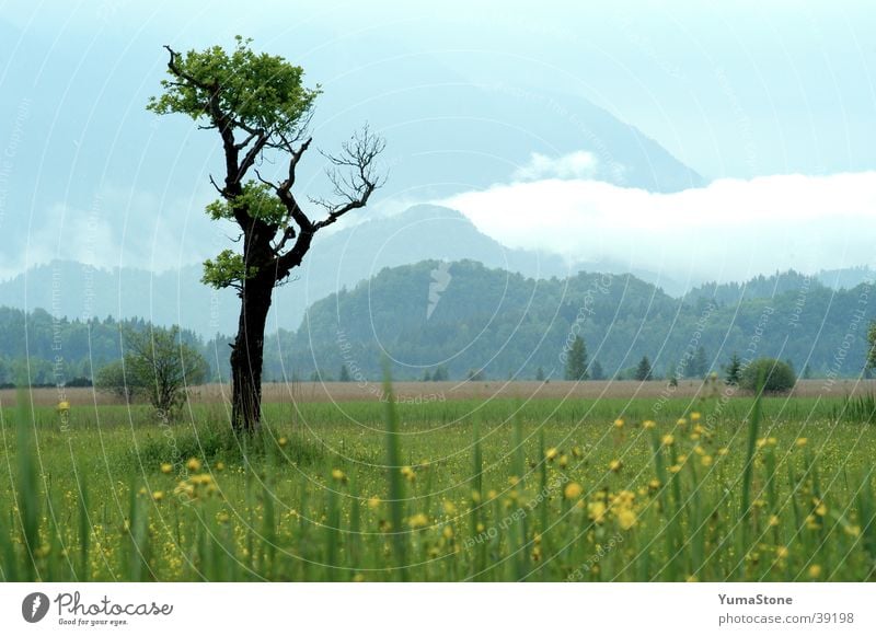 Murnauer Moos Baum Bayern Oberbayern Wiese ruhig harmonisch Landschaft Berge u. Gebirge Deutschland Idylle Nationalpark Sommer Außenaufnahme