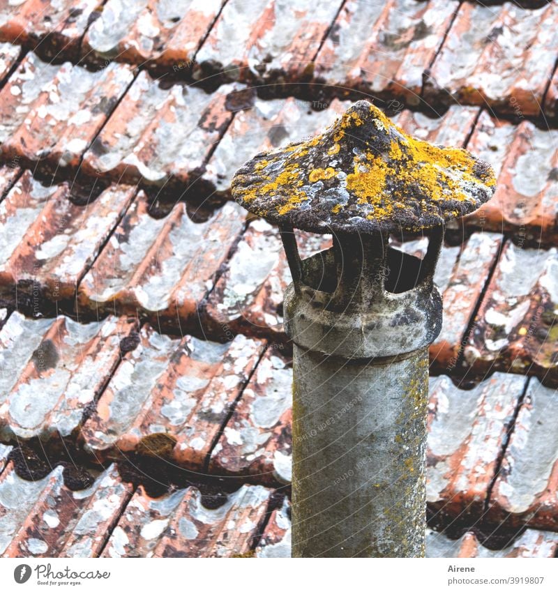 schon länger keinen Dampf mehr abgelassen Dach Altbau Dachziegel alt Schornstein Nostalgie Traurigkeit Altstadt hoch verfallen historisch Patina verwittert