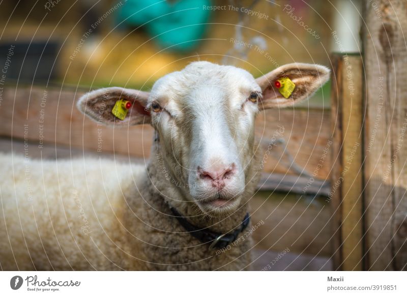 Schaf Weitwinkel Starke Tiefenschärfe Kontrast Silhouette Außenaufnahme mehrfarbig Farbfoto Natur Umwelt Schweden See Boot sheep Porträt Tier Tierporträt