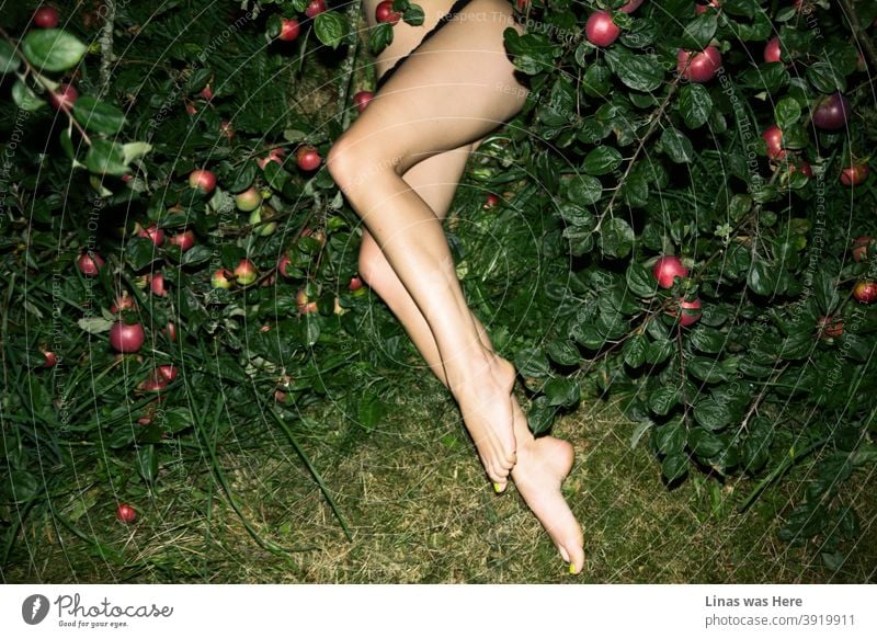 Ich bin ein Fan der Blitzlichtfotografie und dies ist ein schönes Beispiel für meine Arbeit. Es geht um sexy Frauenbeine unter einem Apfelbaum. Rote Äpfel, grüne Blätter, lange Beine - mehr gibt es nicht zu sehen.