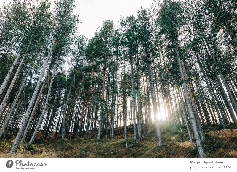 Kiefernwald in den Bergen Abenteuer Herbst Hintergrund schön Ast Erhaltung Tag Entwaldung Umwelt Immergrün erkunden Wald Forstwirtschaft Wachstum Hügel