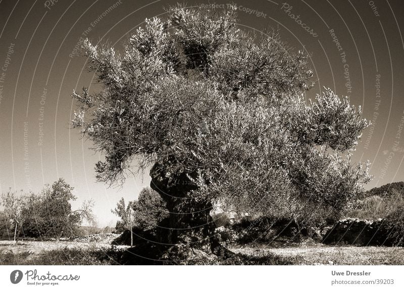 Olivenbaum auf Ibiza Klarer Himmel Baum Sommer Schwarzweißfoto alter Baum
