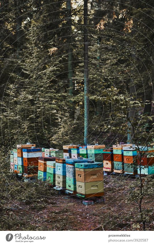 Bienenhaus mit Bienenstöcken in einer natürlichen Waldumgebung Ackerbau Bienenkorb Bienenzucht Bienenhof Bienengarten Kolonie Land Bauernhof Bienenstock