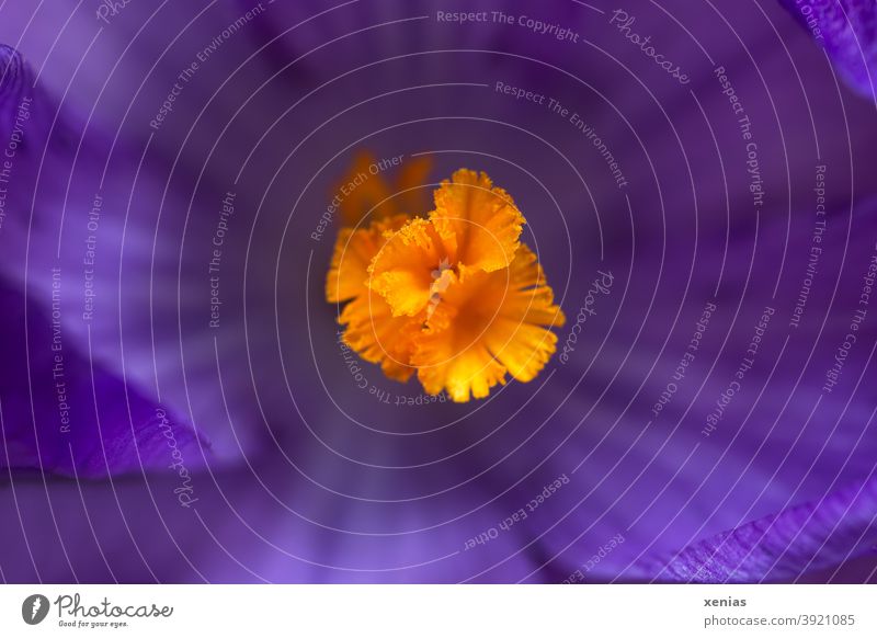 Makroaufnahme violetter Krokus mit Stempel in Orange Blüte Frühling orange lila Krokusse Blühend Pflanze Blume Detailaufnahme Garten Jahreszeiten Blütenstempel