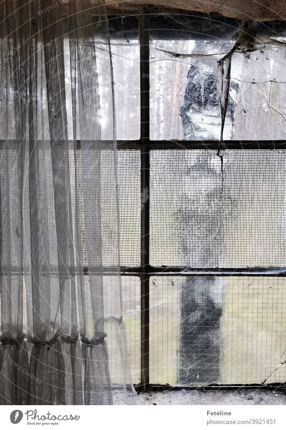 Blick aus einem Lost Place - oder ein schmutziges Fenster mit Spinnenweben behangen gibt den Blick auf eine Birke im Wald frei. Eine schmutzige alte Gardiene verdeckt das halbe Fenster.