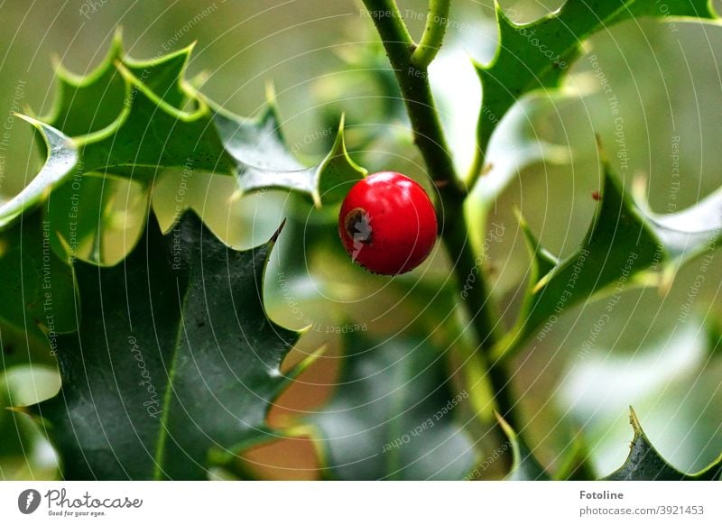 Zwischen den grünen, stacheligen Stechpalmenblättern leuchtet eine knall rote Beere Pflanze Natur Nahaufnahme Blatt Winter Farbfoto Außenaufnahme Tag Beeren