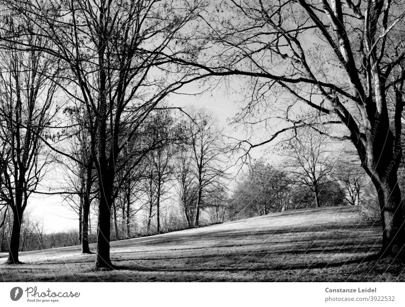 Kahle Bäume im Winter kahle Bäume Schwarzweißfoto Hügel Schattenspiel