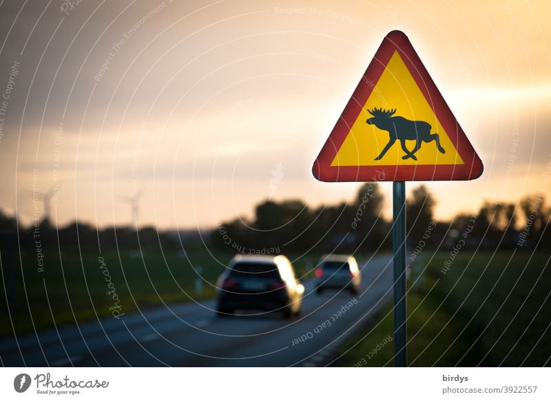 schwedisches Verkehrsschild mit Elch, Abenddämmerung an einer Landstraße mit fahrenden Autos. Wildwechsel Schweden Warnschild Verkehrszeichen Straße typisch