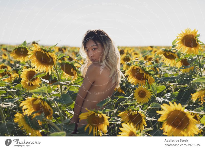 Ethnische Frau mit nacktem Körper steht in Sonnenblumenfeld Feld schlank oben ohne Windstille Blume Blütezeit Sommer ethnisch asiatisch Natur gelb erotisch