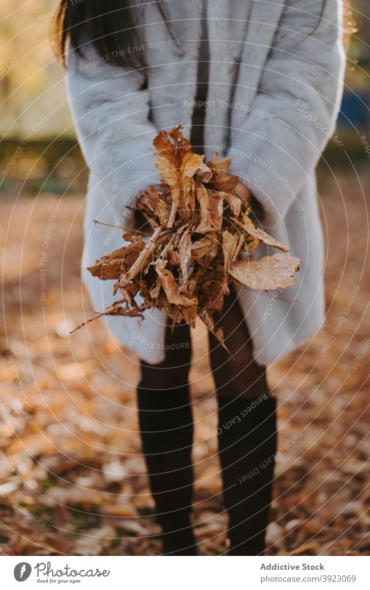 Crop Frau mit trockenen Blättern im Herbst Park Blatt trocknen getrocknet Laubwerk Haufen fallen Saison Natur Stil organisch Botanik ruhig Harmonie braun Farbe