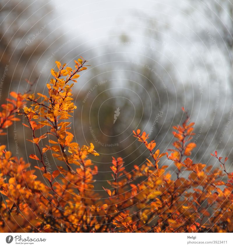 Winterleuchten - goldgelbe Blätter einer Hecke leuchten im Gegenlicht Pflanze Strauch orange Sonnenlicht Licht Schatten Zweig Unschärfe Natur Umwelt Farbfoto