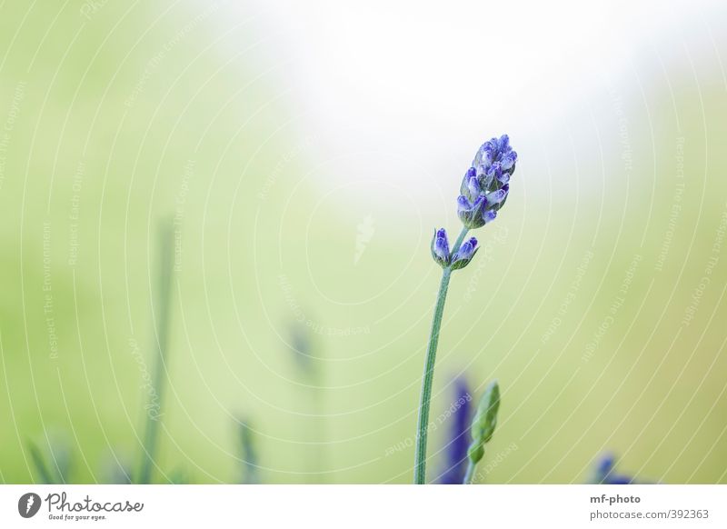 Lavendel Umwelt Natur Landschaft Pflanze Frühling Sommer blau grün violett weiß Farbfoto Außenaufnahme Menschenleer