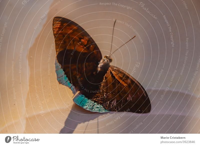 Nahaufnahme eines toten Schmetterlings im Licht und Schatten abstrakt Konzept von Leben und Tod Kreislauf des Lebens toter Schmetterling konzeptionell Insekt