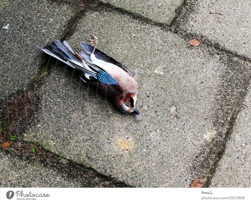 Schöner toter Eichelhäher Vogel Wildvogel Rabenvogel Stadt Fußweg gestorben Tod Krankheiten Unfall Vogelgippe Waldvogel