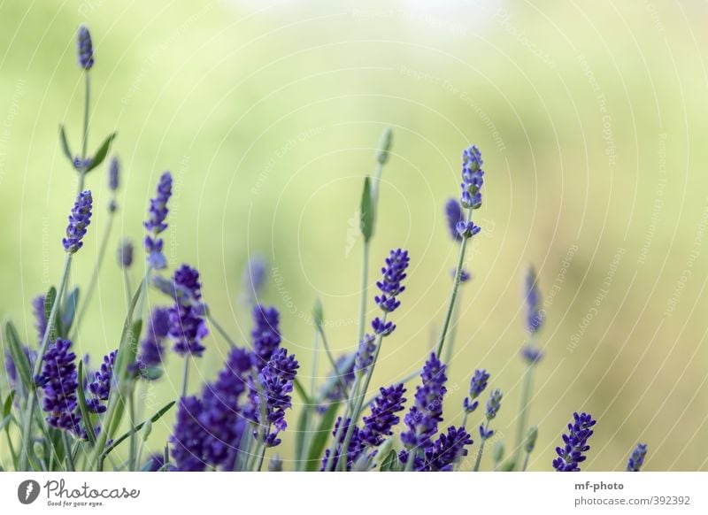 Lavendel Umwelt Natur Landschaft Pflanze Sommer blau grün violett Farbfoto Außenaufnahme Menschenleer