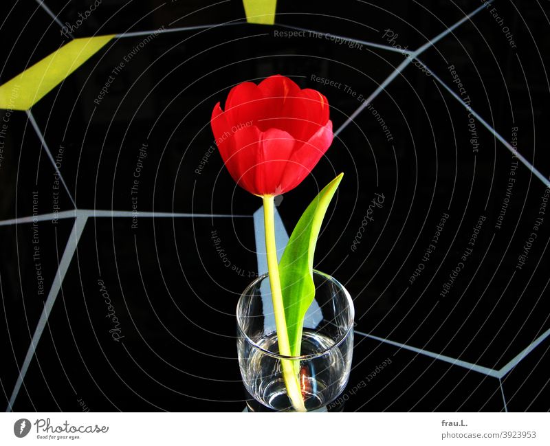 Eine Tulpe im Wasserglas Frühling Tisch CoctailTisch retro Dekoration & Verzierung Pflanze Blume