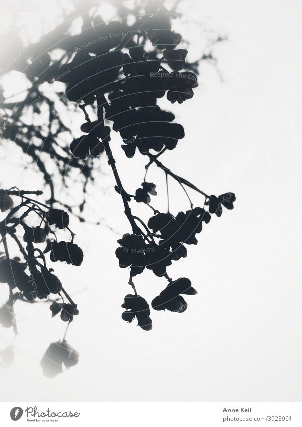 Verwelkte Zweige, Blätter und Baumfrüchte im vernebelten Himmel. Nebel Morgen Schwarzweißfoto kalt Außenaufnahme Menschenleer Natur Winter