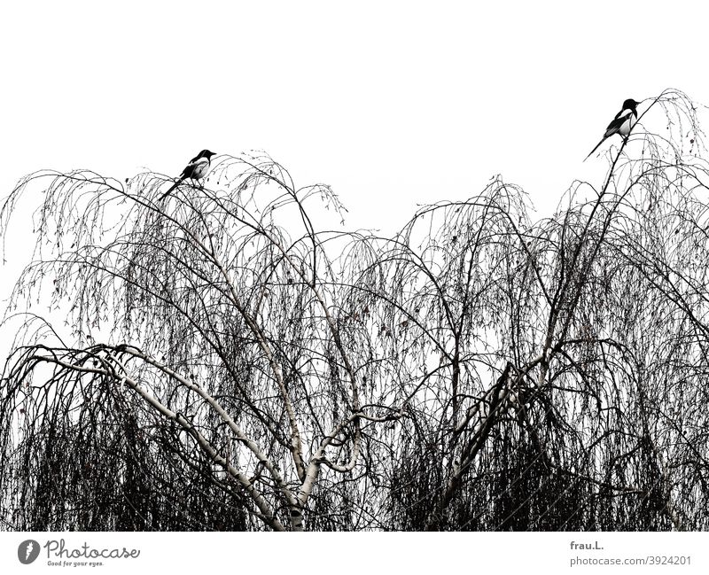 Zwei Elstern im Winter Vogel Tier Natur Baum Birke Paar monogam Wildvogel Rabenvogel Himmel