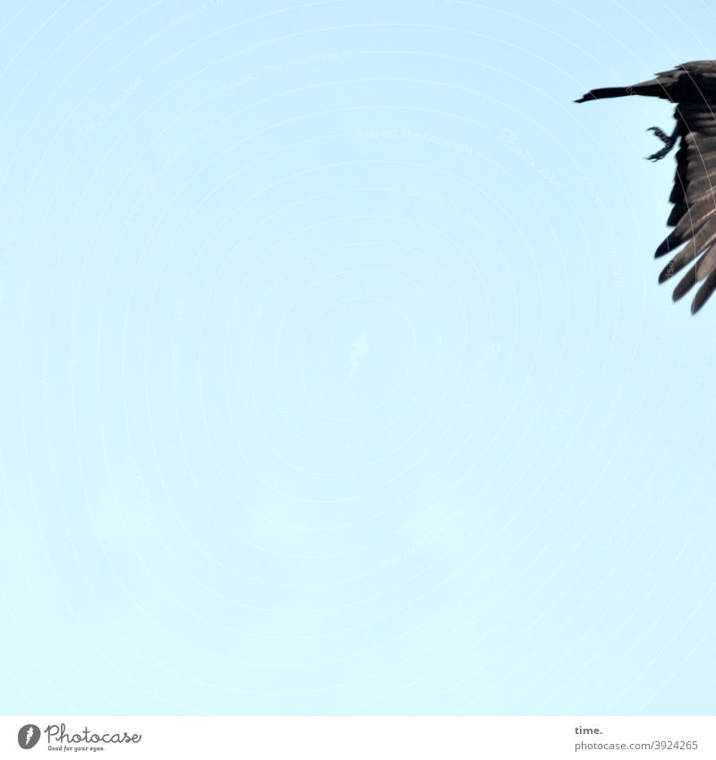 4eyes | leaving 2020 himmel vogel fliegen flügel sonnig gefieder füße tier tierportrait textfreiraum