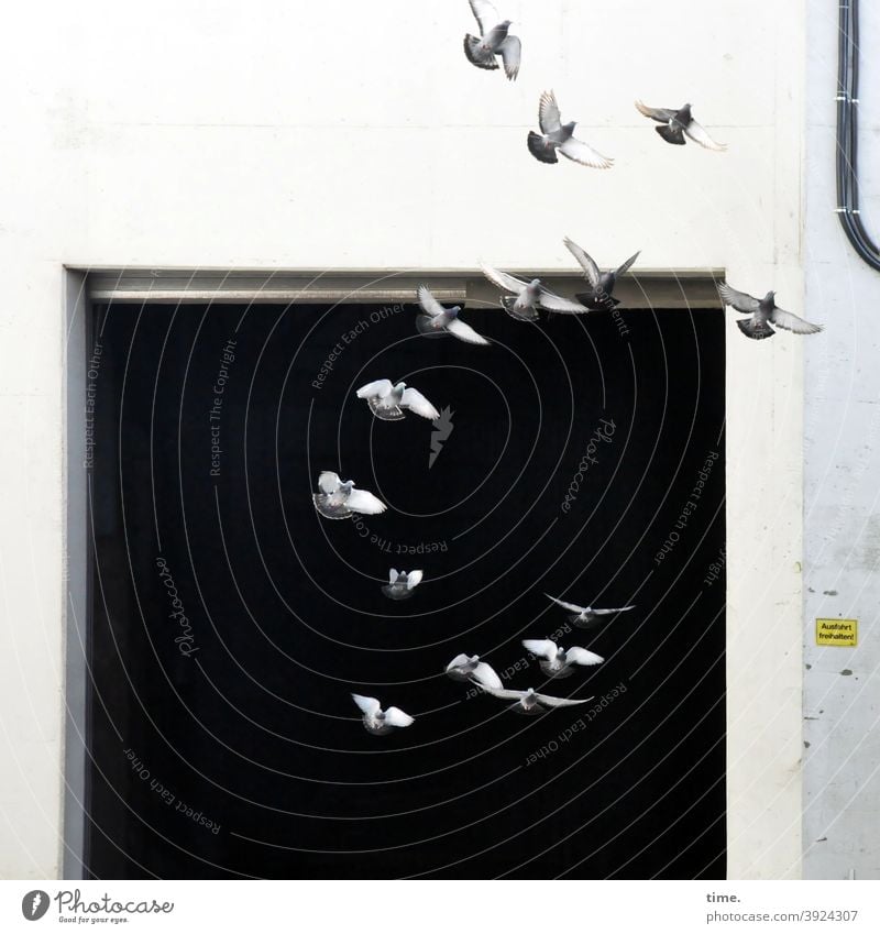 4eyes | greeting 2021 vogel fliegen flügel gefieder tier tierportrait werkhalle tor vögel tauben mauer wand dunkel abflussrohr offen aufgescheucht