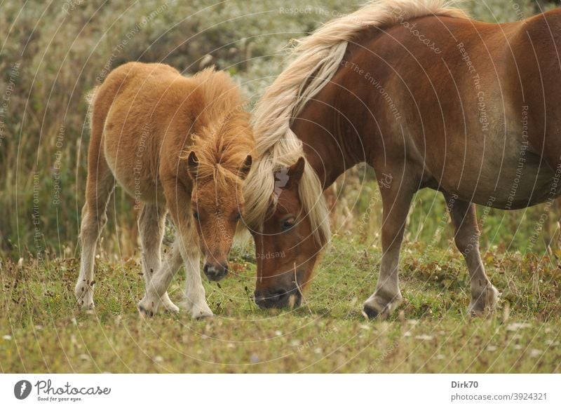 Mutterliebe: Shetlandpony mit Fohlen Pony Muttertier Stuten Stute mit Fohlen stute Zuneigung x-beinig jung Jungtier blond Pferd Tier Natur Außenaufnahme Wiese