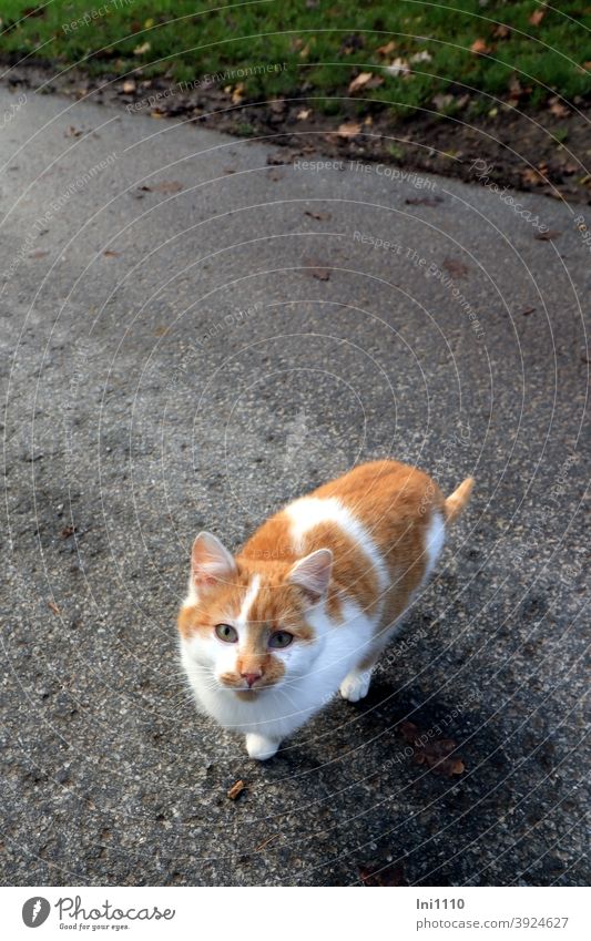 kleine rot weiße Katze am Wegesrand schaut hoch zur Kamera Katzenkind gesellig nach oben schauen betteln kontaktaufnahme kontaktfreudig niedlich Tierliebe