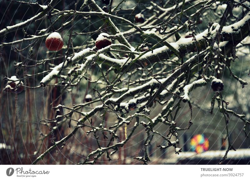 Verwilderter Apfelbaum in der Winterdämmerung mit einigen Äpfeln und leuchtendem Schnee auf den dunklen Zweigen und einem unscharf neon farbigen  Windrädchen vor grauem Hintergrund