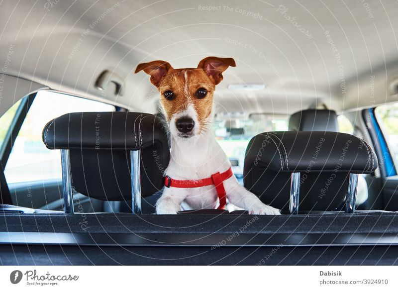 Jack Russell Terrier Hund schaut aus dem Autositz PKW Fenster Haustier Fahrer lustig Tier niedlich reisen Spaß Welpe Sommer Fahrzeug Ausflug Automobil weiß