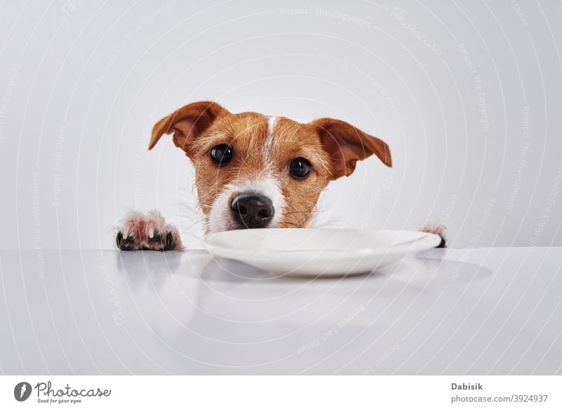 Jack Russell Terrier Hund mit leeren Teller auf dem Tisch. Porträt von niedlichen Hund Haustier lustig jack russell Zunge essen vereinzelt Hintergrund Glück
