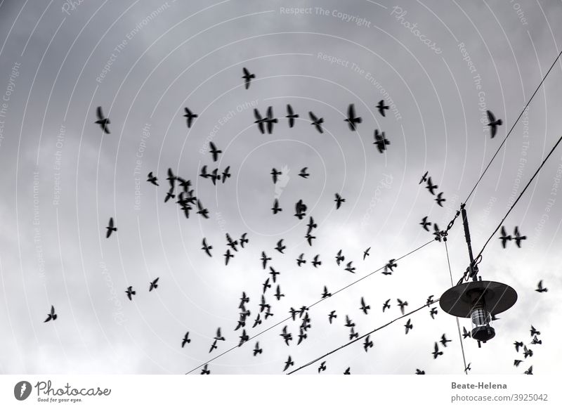 Endlich wieder Flugverkehr Vogelflug Vogelschwarm schwarz-weiß Schwarm Außenaufnahme fliegen Himmel Tier Menschenleer Wolken Luft Flügel Freiheit Tiergruppe