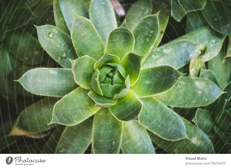 Nahaufnahme der grünen Blätter einer Sempervivum-Sukkulentenpflanze Pflanze Natur organisch Botanik Immergrün Flora im Freien botanisch Detailaufnahme Gartenbau