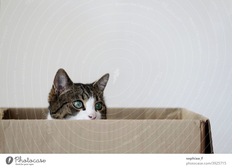 Katze sitzt in einem Pappkarton Schachtel Kasten Karton neugierig im Inneren Gesicht Porträt Katzen verborgen Haustier Paket zuschauen Aussehen Verpackung