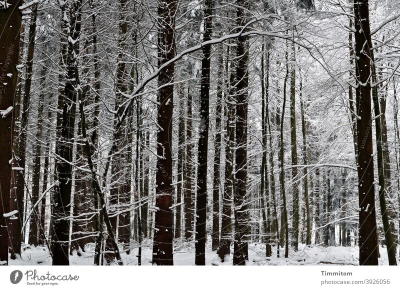 Ein erschöpftes Bäumchem im Winterwald Wald Bäume Stämme kahl Schnee Laubwald kalt Natur Menschenleer gebogen